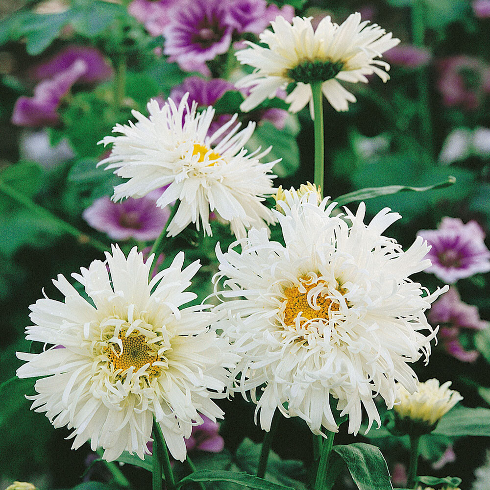 Shasta Crazy Daisy – Seeds – Twisted and Frilled!! – Deer Resistant