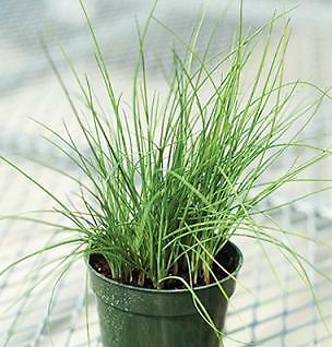 Chives Purly 1,000 seeds