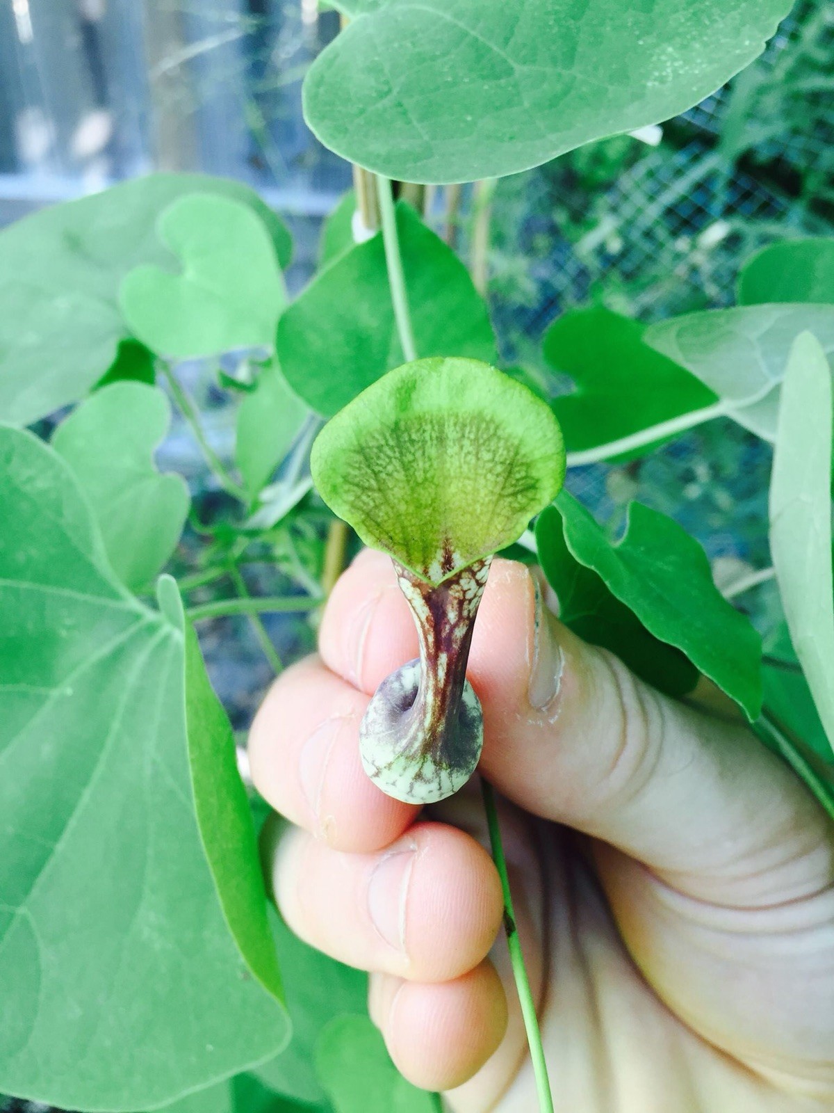 Aristolochia argentina 10+ seeds