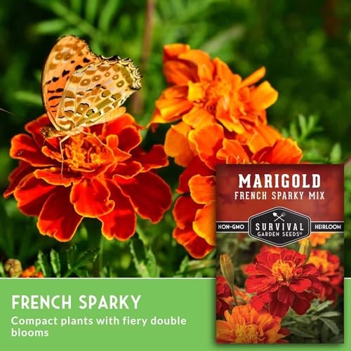 French Sparky Marigold Seeds for Planting – Plant & Grow Red & Orange Patula 1