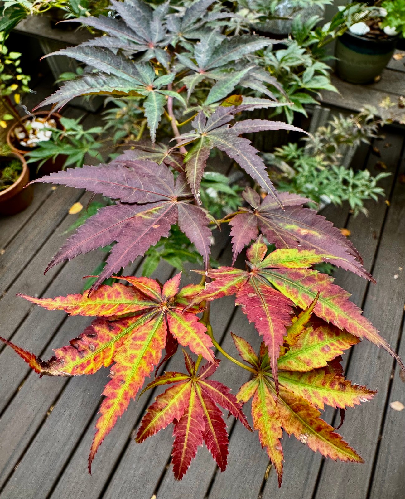 Japanese Maple seeds: Free shipping