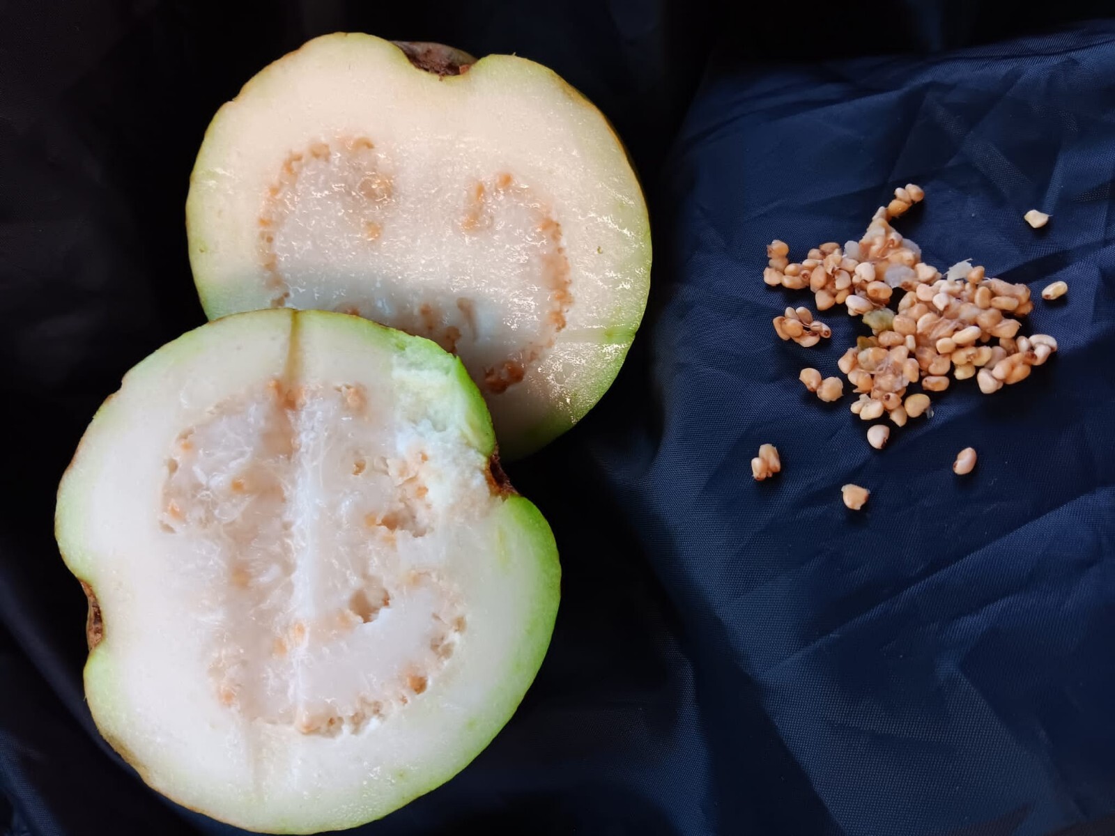 15 White Guava pearl guava SEEDS