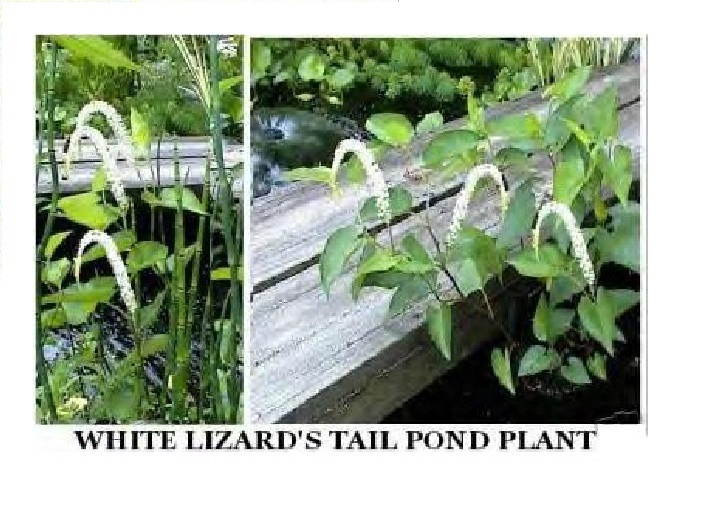 WHITE LIZARD’S TAIL POND/BOG PLANT 100 + SEEDS USA Seller