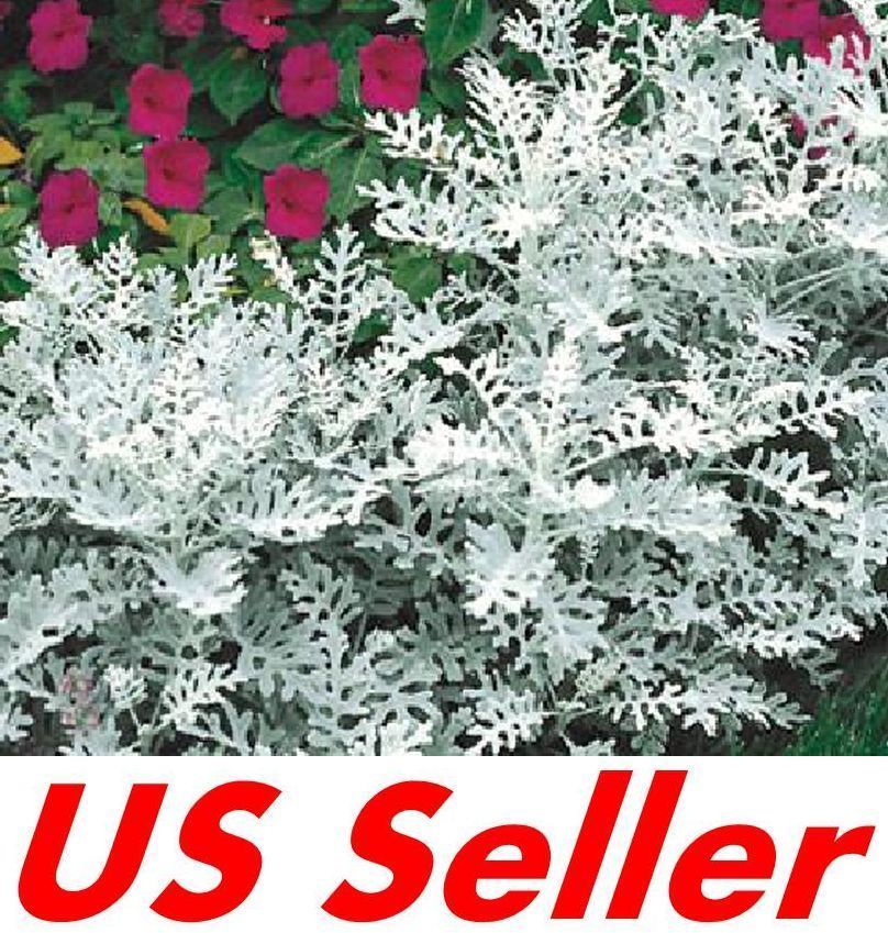 600 Seeds Cineraria Seeds T42, Dusty Miller Seeds SILVERDUST