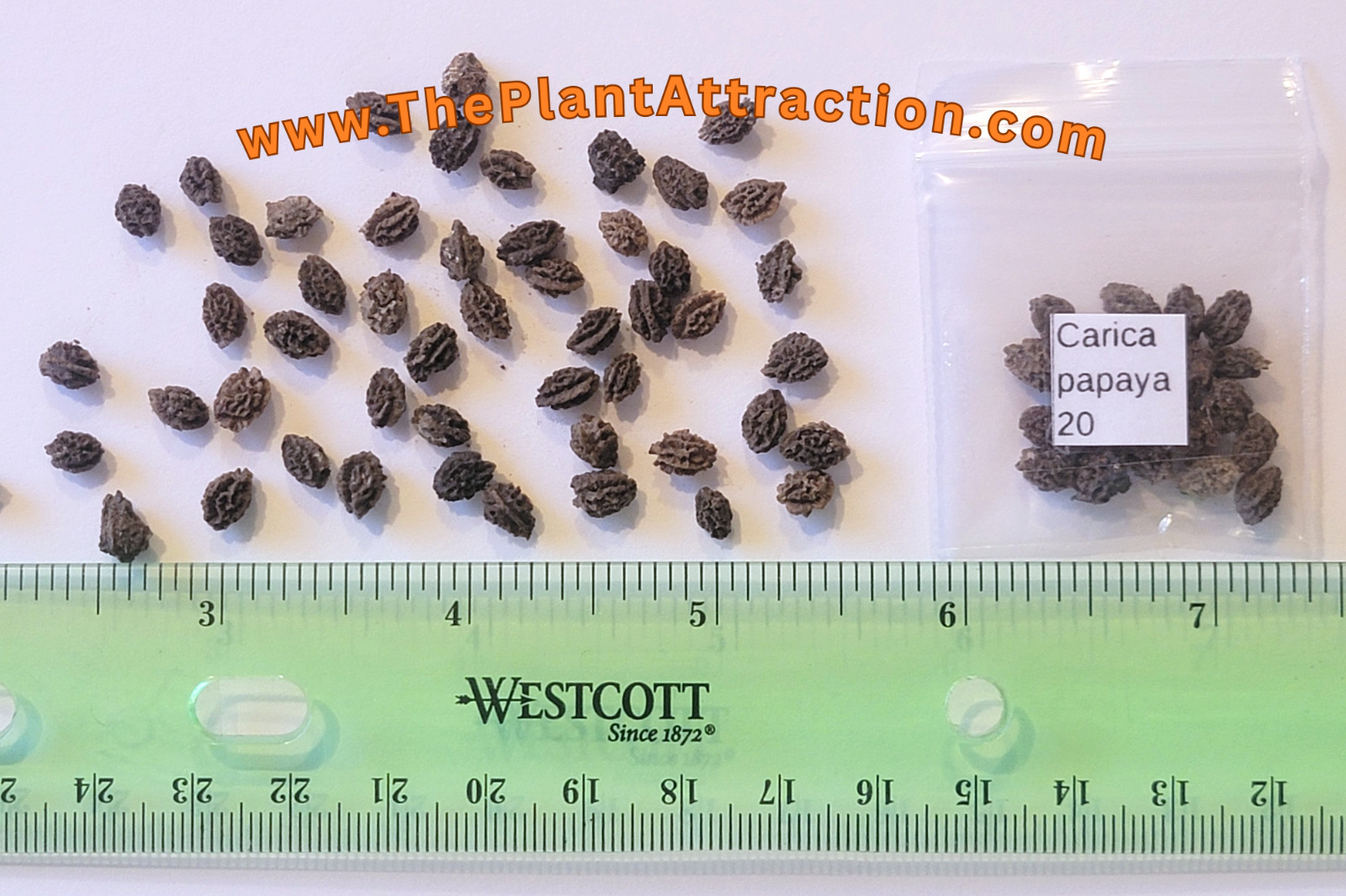Carica Papaya 20 Seeds, Tropical Papaya Fruit Tree