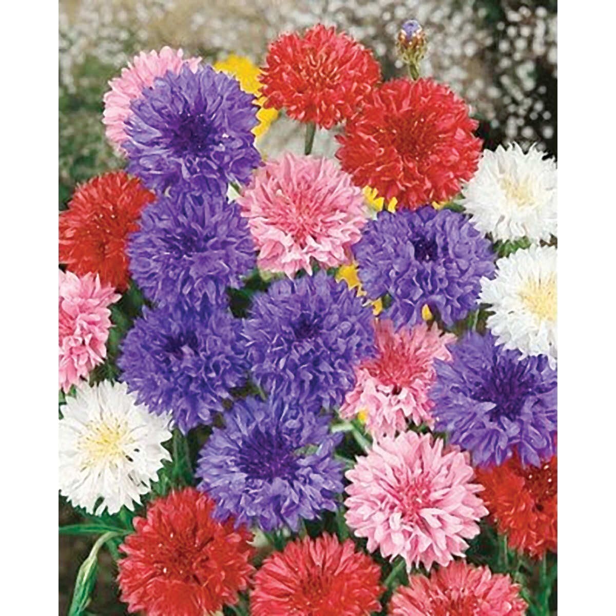 100 FRESH BACHELOR BUTTON “POLKA DOT” SEEDS DWARF MIX CORNFLOWER Garden Pots