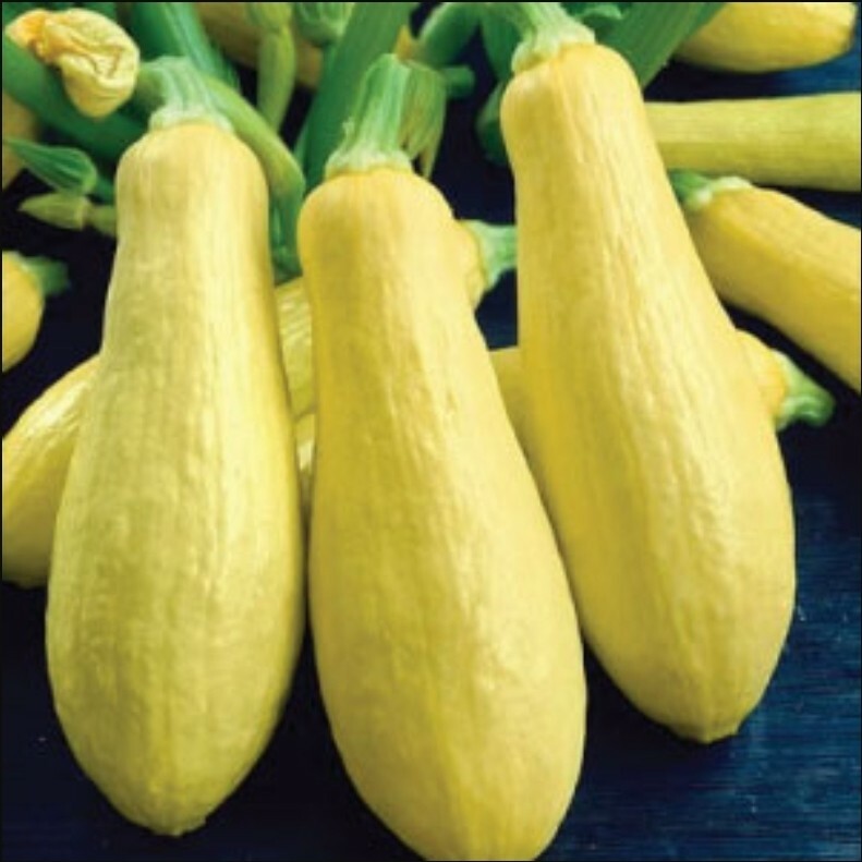 Summer Squash Yellow Straightneck (20) Home Grown in Oregon