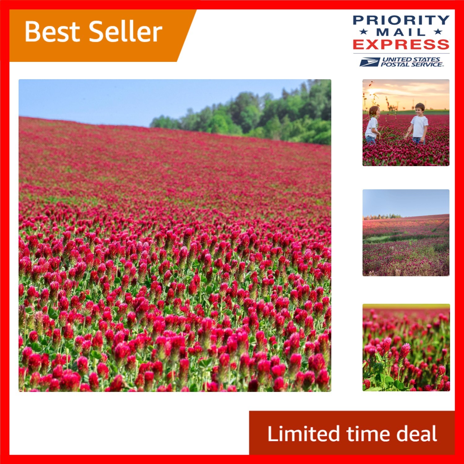 Non-GMO Crimson Clover Seeds 5 lb – Perfect for Wildlife Forage & Green Manure