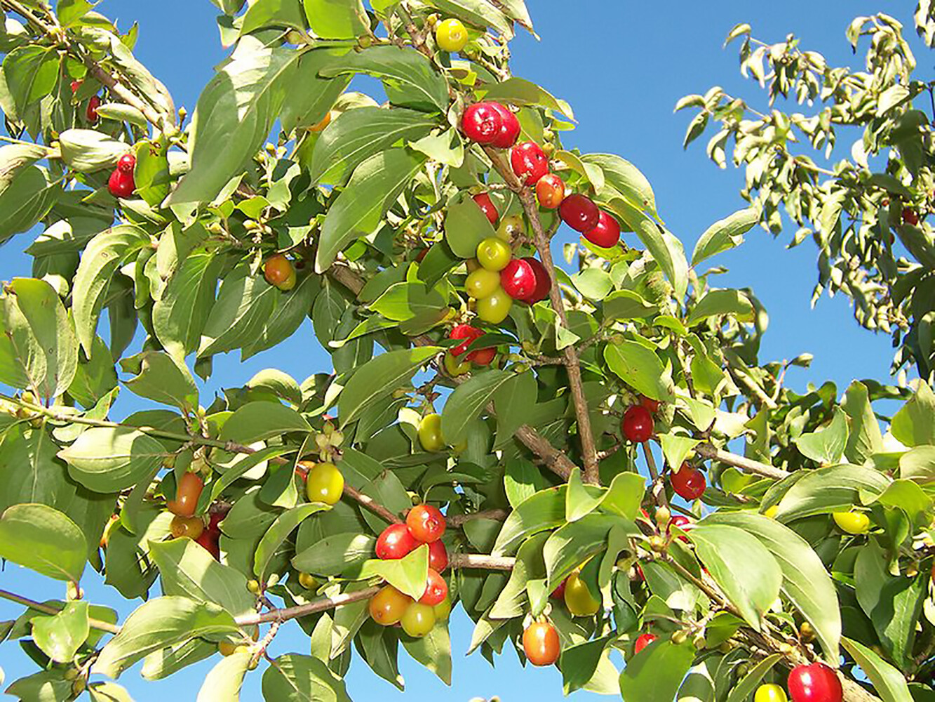 Cornelian Cherry Dogwood, Cornus mas, Tree Seeds