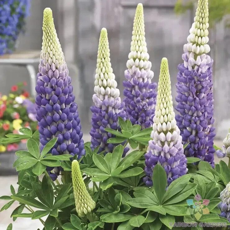 25+ Persian Slipper Lupine Seeds for Garden Planting – USA – FREE SHIPPING!