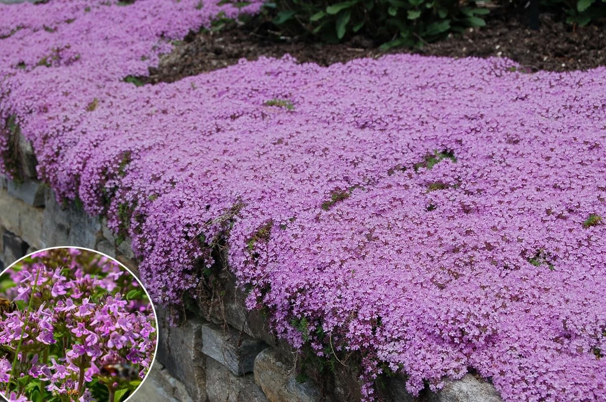 1500+ Creeping Thyme Flowers Seeds Herb Seed Thymus Serpyllum Ground Cover Plant