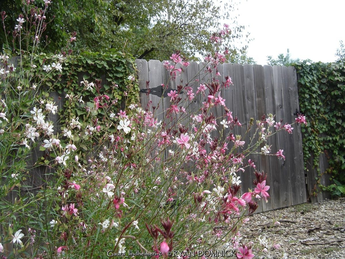 BULK SEEDS!…Gaura lindheimeri…Native Gaura…QTY/bag=250
