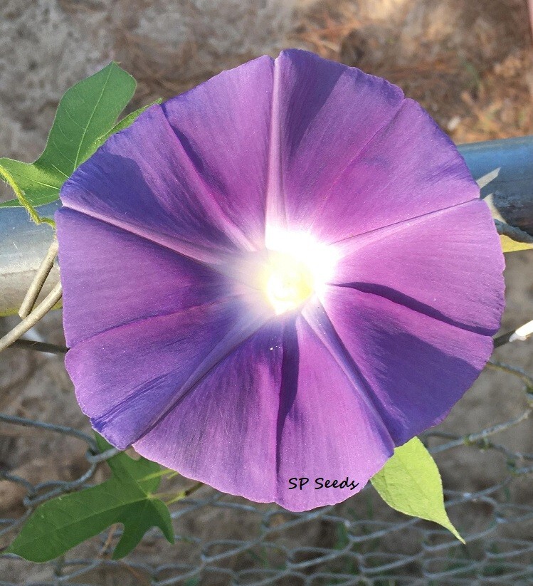 Gray Twilight – Japanese Morning Glory – ipomoea NIL – 6 seeds