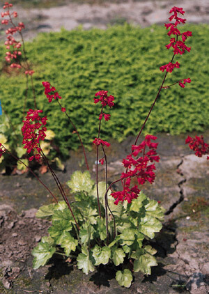 Heuchera sanguineum Fackel 2,000 seeds