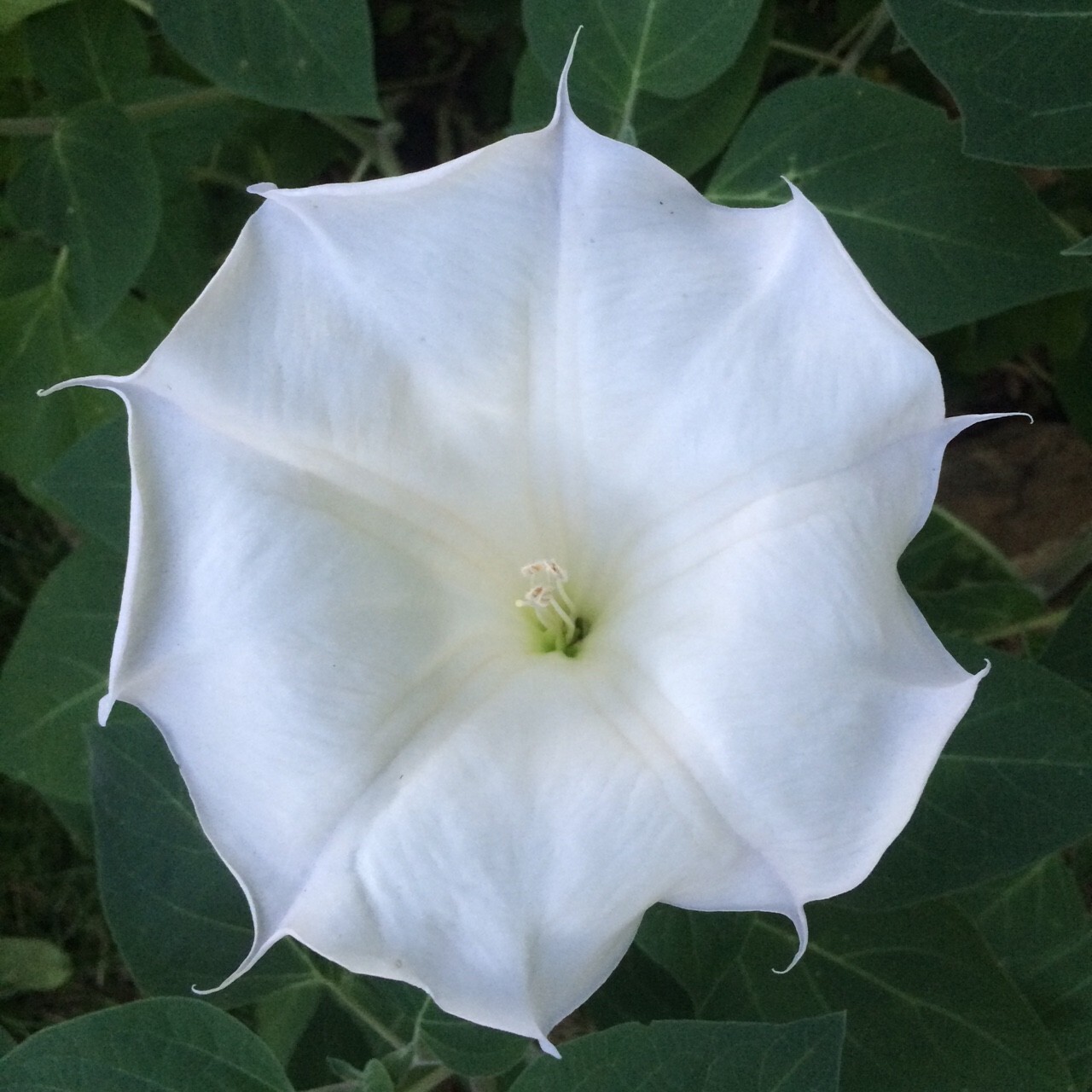 Moonflower BUSH Variety- 30 Seeds FAST SHIP