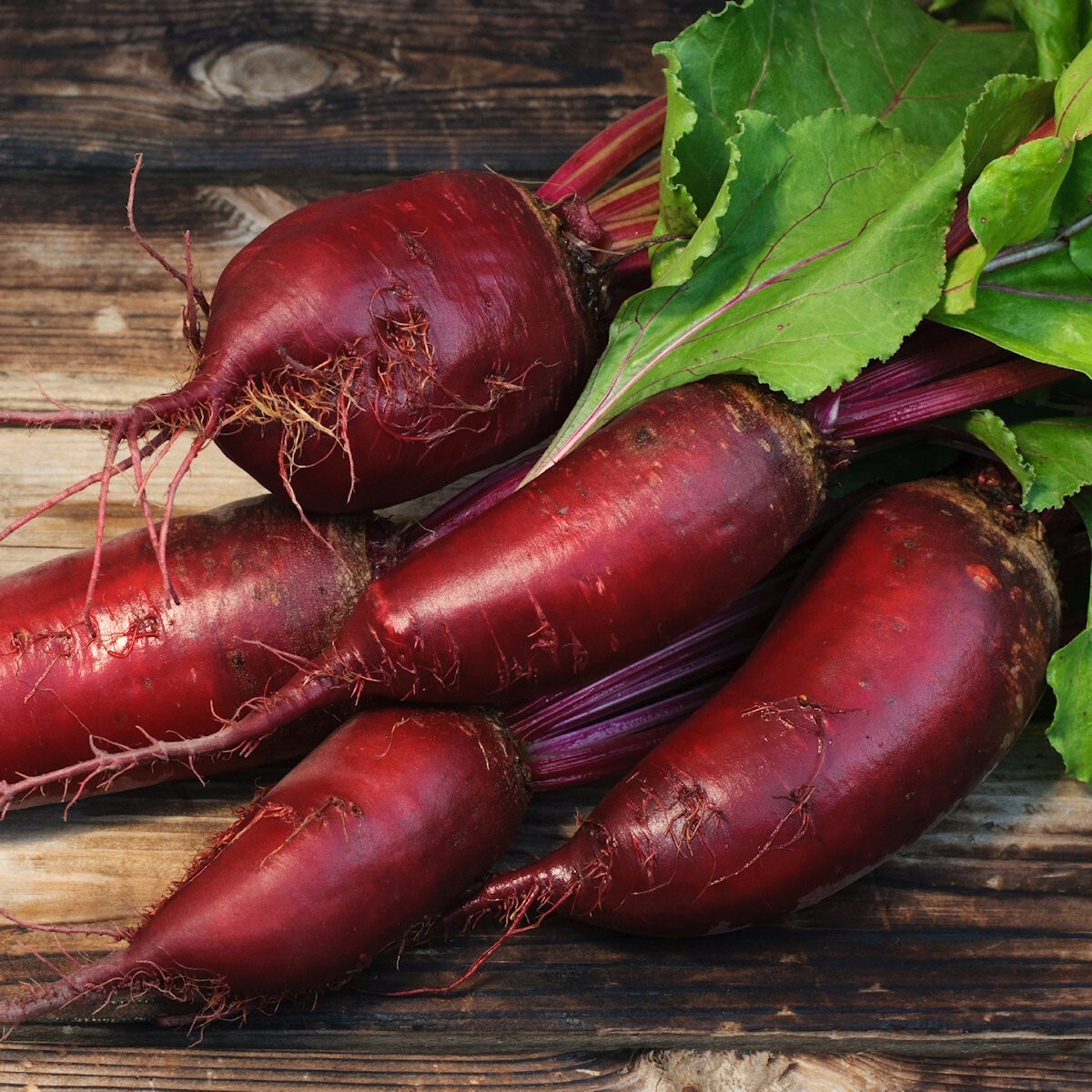 1/4 Lb Cylindra Beet Seeds – Everwilde Farms Mylar Seed Packet