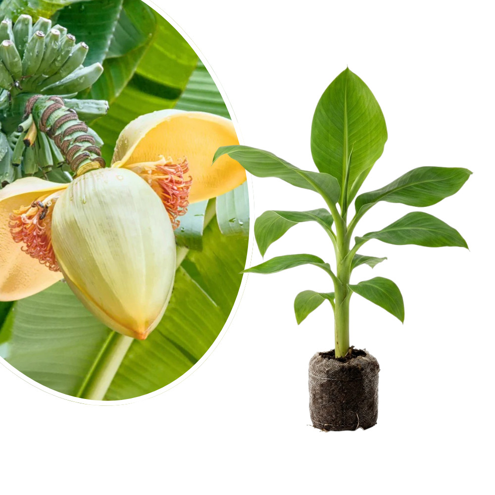 Basjoo Banana Live Plant 4-6 Inches Tall Rooted Hardy Japanese Banana