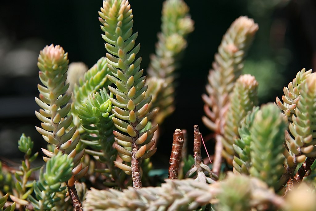 SEDUM RUPESTRE BLUE SPRUCE 200 SEEDS, HARDY SEDUM, YELLOW FLOWERS IN SUMMER