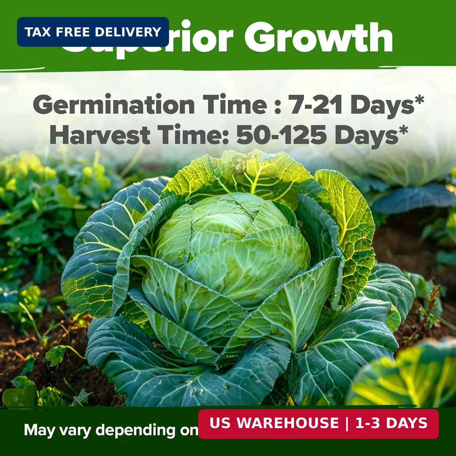 HOME GROWN Cabbage Seeds 7 Variety Mix 2000+ Heirloom Non-GMO, High Germination,