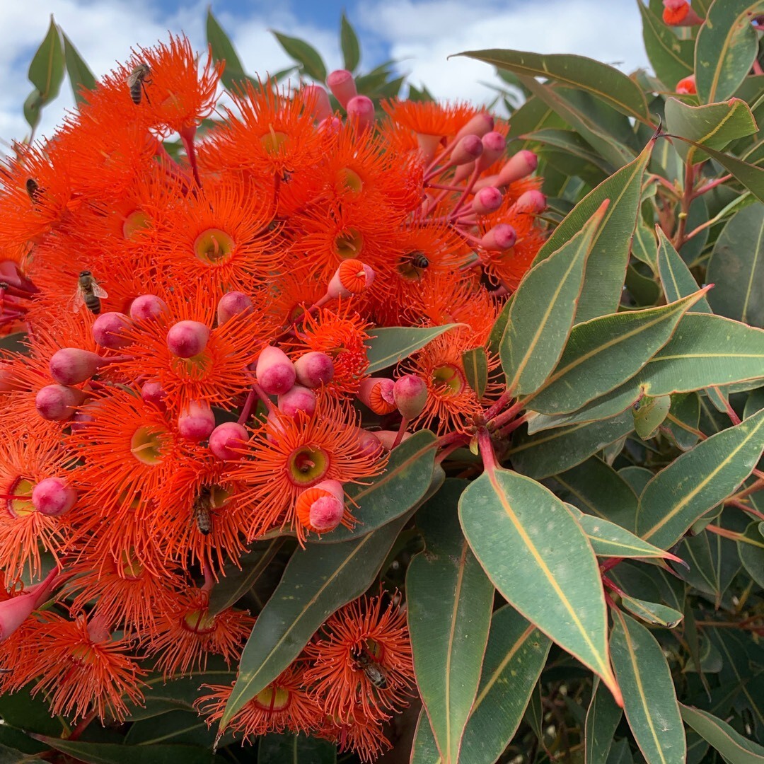 Corymbia ficifolia, ( Red Flowering Gum ), 20 seeds