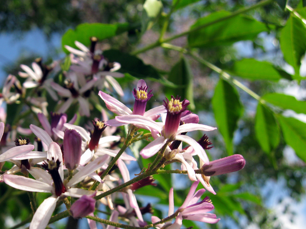 Chinaberry, Melia azedarach, Tree Seeds (Fast, Showy, Fragrant)