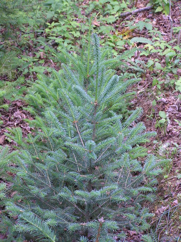 Blue Balsam Fir, Abies balsamea Cooks Blue, Tree Seeds (Fragrant Evergreen)