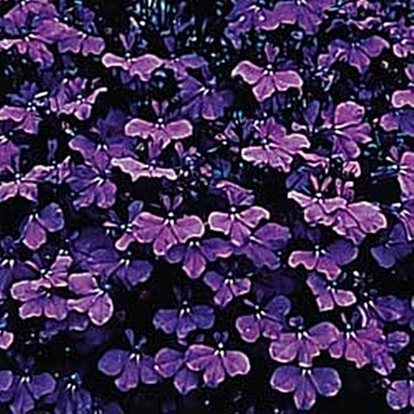 Lobelia Riviera Series Midnight Blue Annual Seeds
