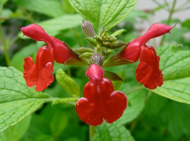 Salvia macrophylla | Andean Sage | 5 Seeds