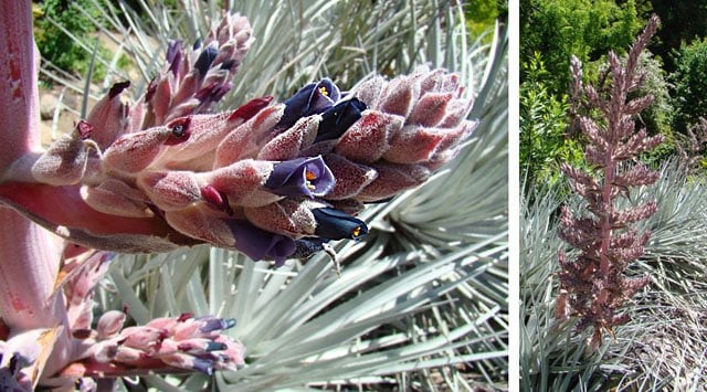 Puya Ferruginea is a type of bromeliad, 8 Seeds. Free Shipping!