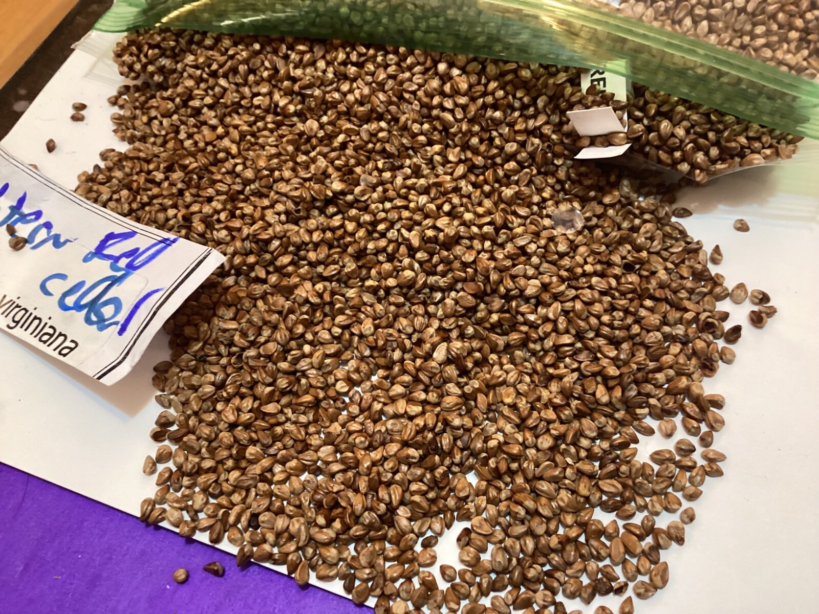 Eastern Red Cedar Tree seeds (Juniperus Virginiana)