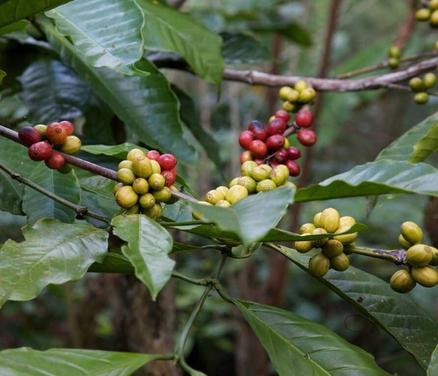 Coffea benghalensis | Bengal Coffee | 5 Seeds