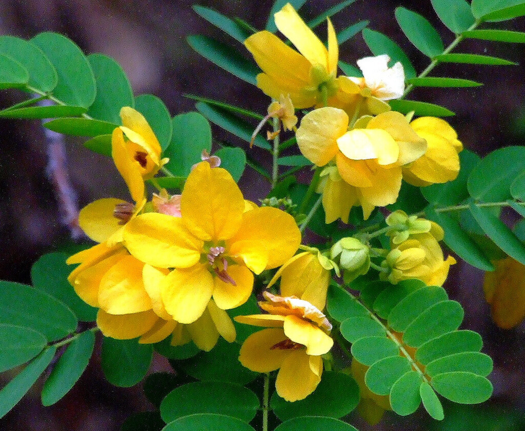 Cassia Glauca 20 Seeds, Scrambled Egg Shrub Tree Bush Senna Surattensis