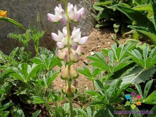 25+ Chick Lupine Seeds for Garden Planting – USA – FREE SHIPPING!