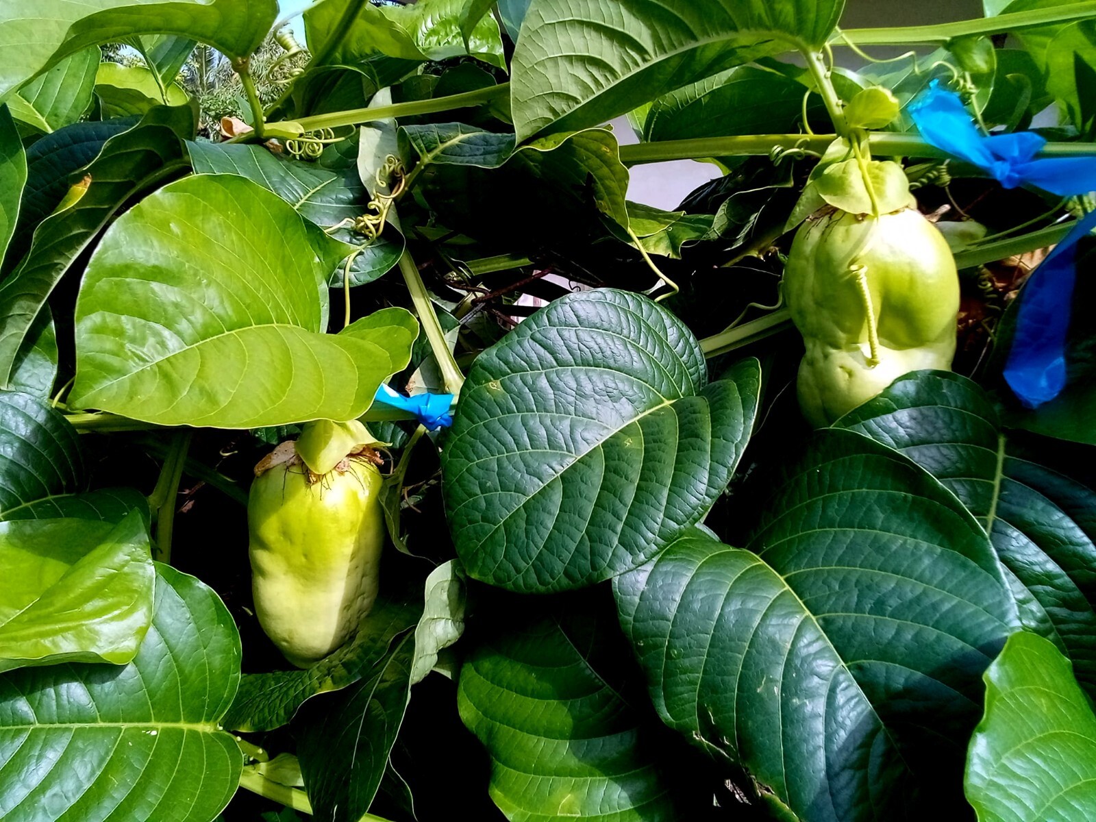 50 GIANT GRANADILLA SEEDS (Passiflora quadrangularis) Passionfruit Flower Plant