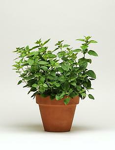 Oregano Simply Origanum vulgare 250 seeds