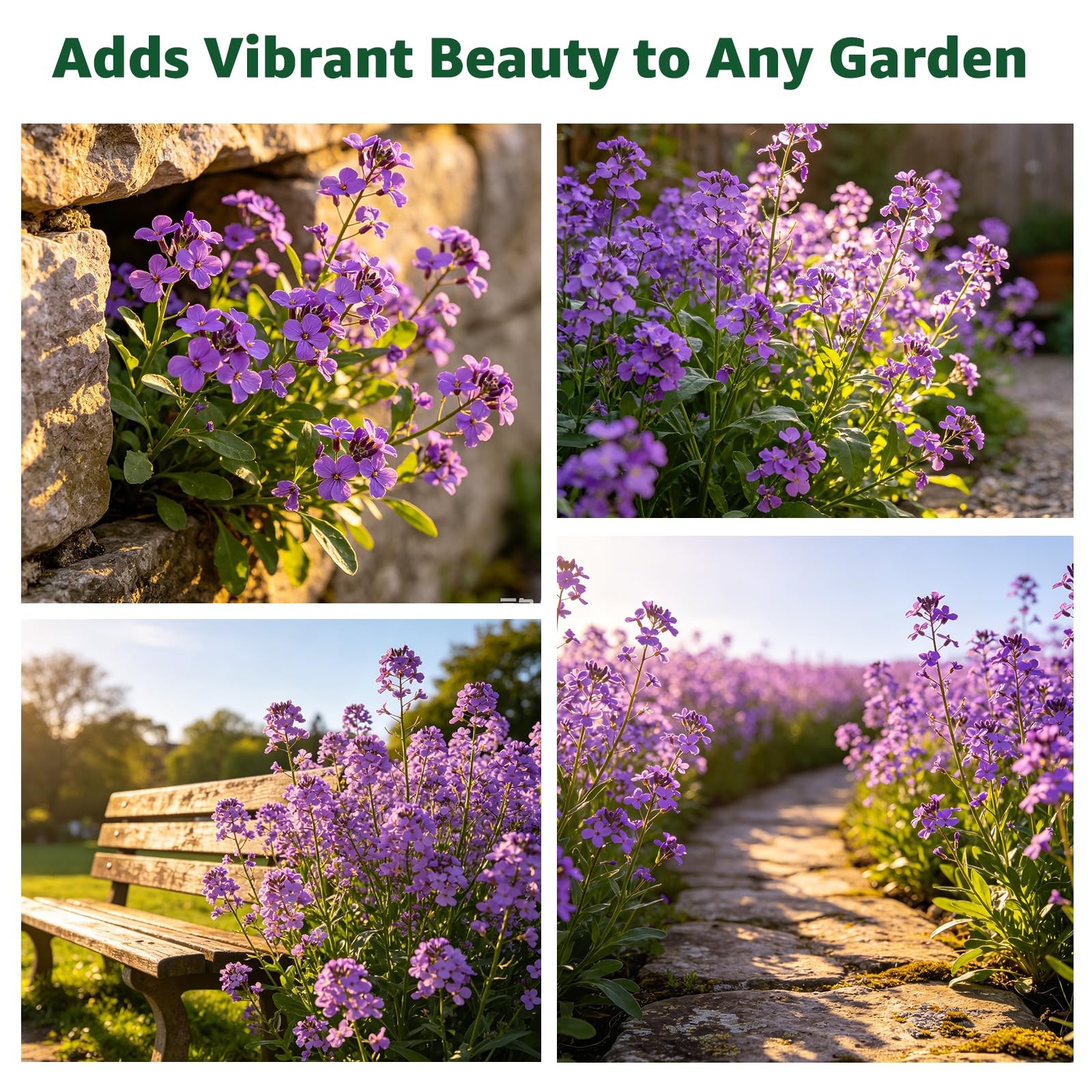 2500+ Purple Aubrieta Rock Cress Seeds for Planting, Perennial Ground Cover F…