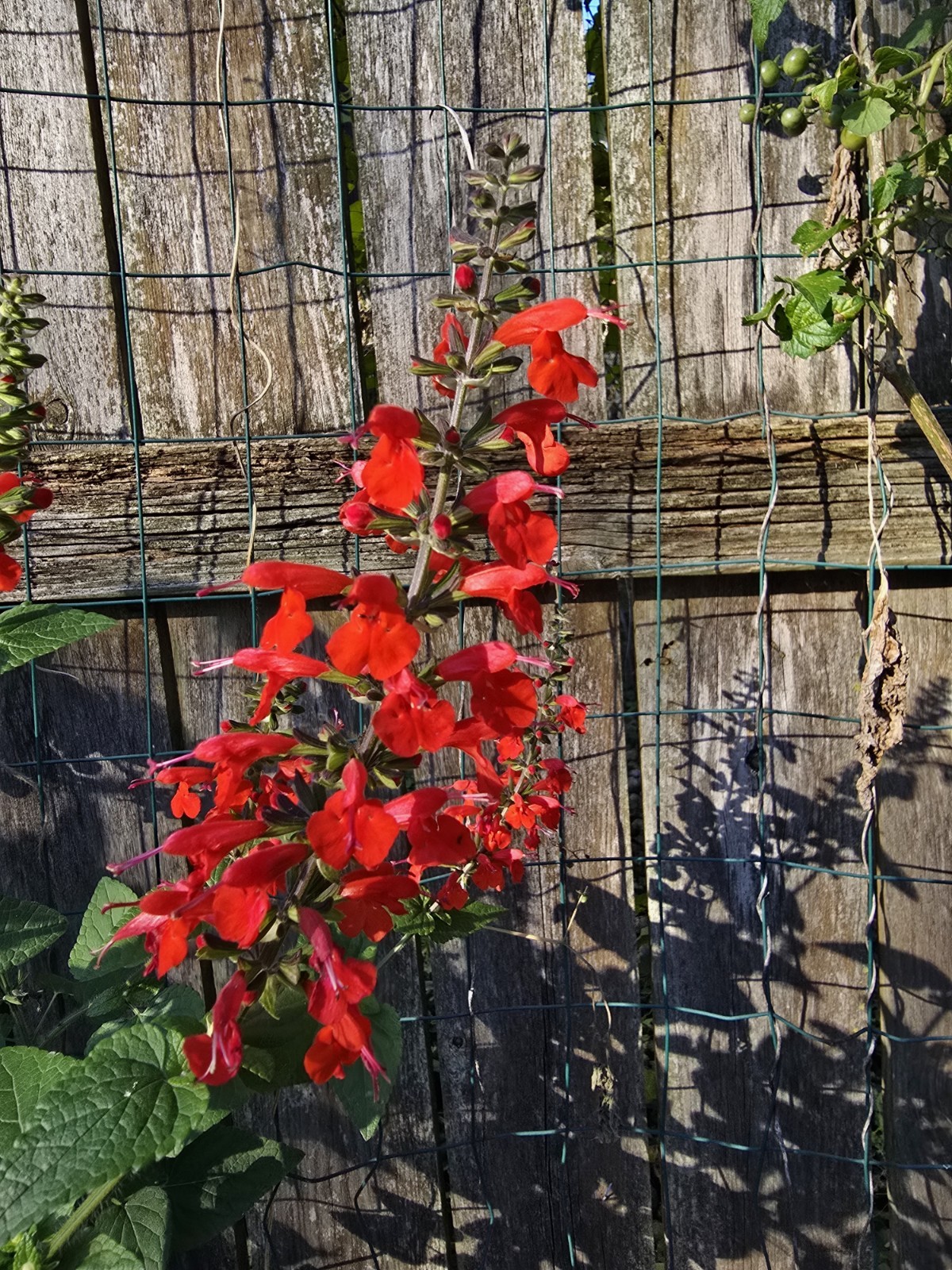 Pineapple Sage Seeds 10 Organic Seeds *FREE SHIPPING*