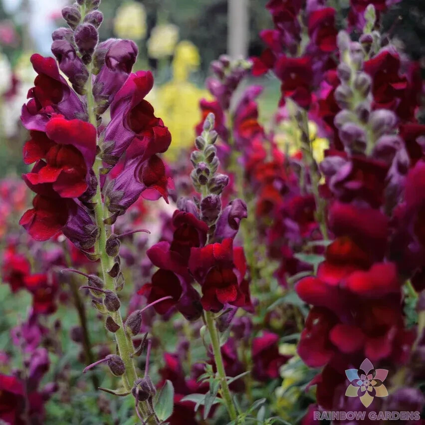 1000+ Snappy Black Prince Snapdragon Seeds for Garden – USA – FREE SHIPPING!