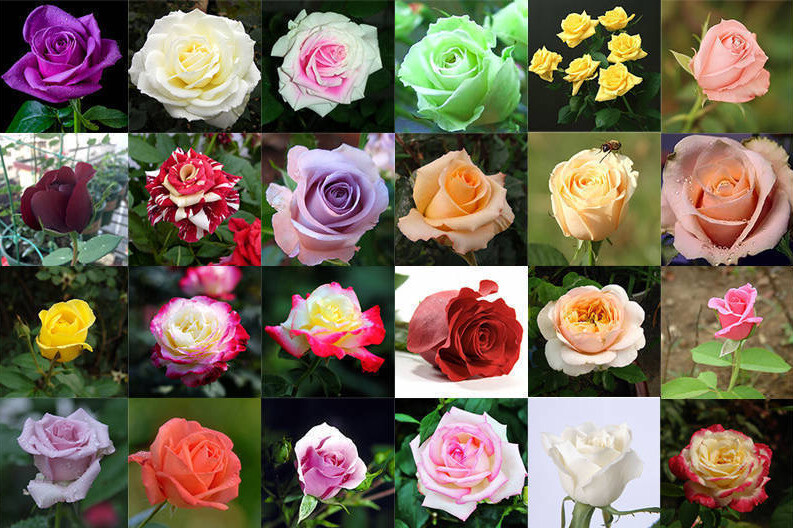 25 PACK CLASSIC ROSE SEEDS for germination garden growing flower bed plant bush