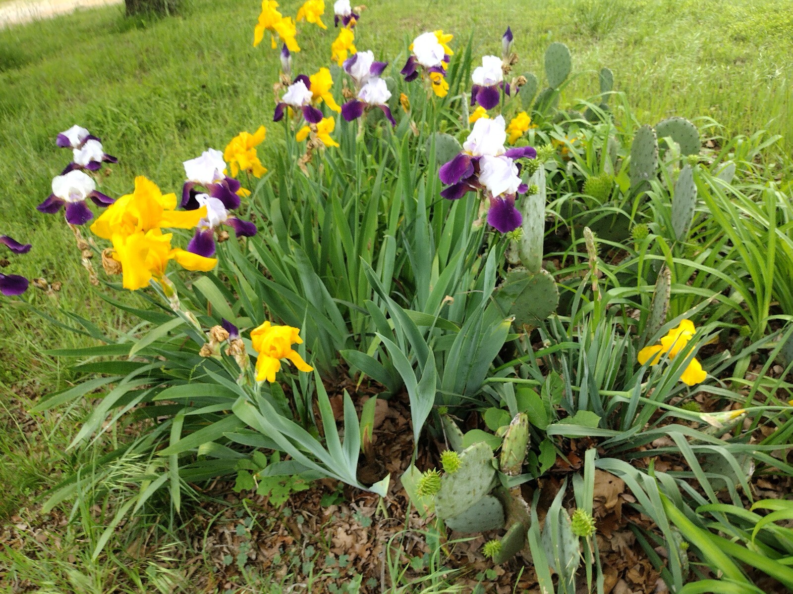 5 Fresh Bearded Iris Rhizomes Mixed Varieties