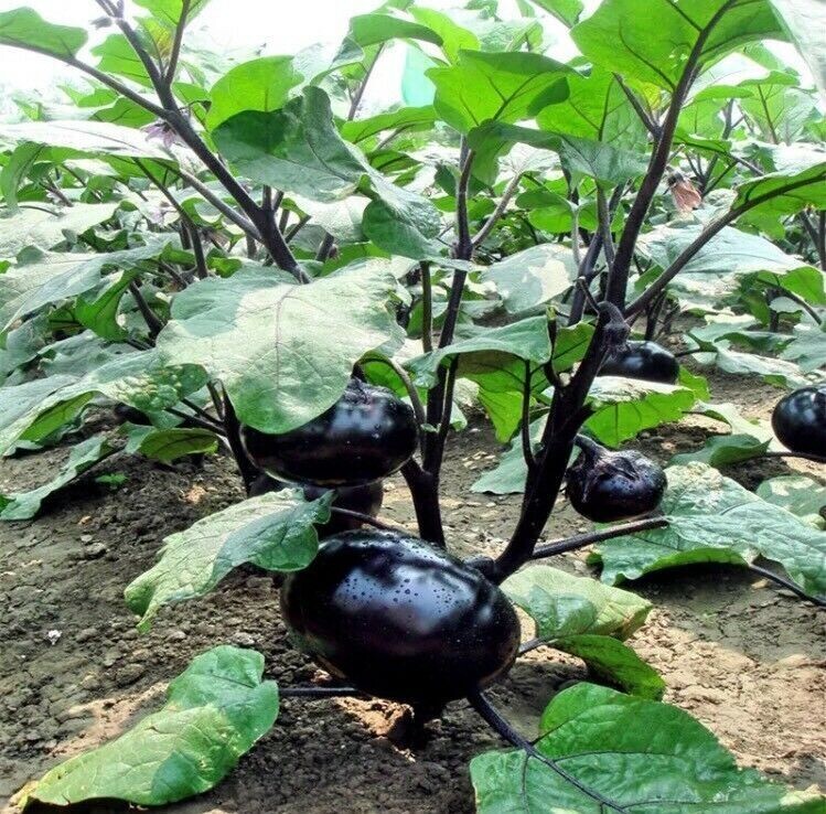 Organic 50 Pcs Black Eggplant Seeds Green Vegetable For Garden Planting