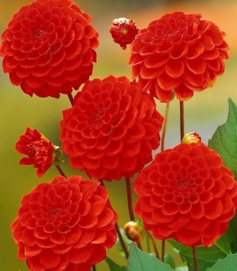 1 “Red Cap” Ball Dahlia – Top Size Bulb #1 – US Seller