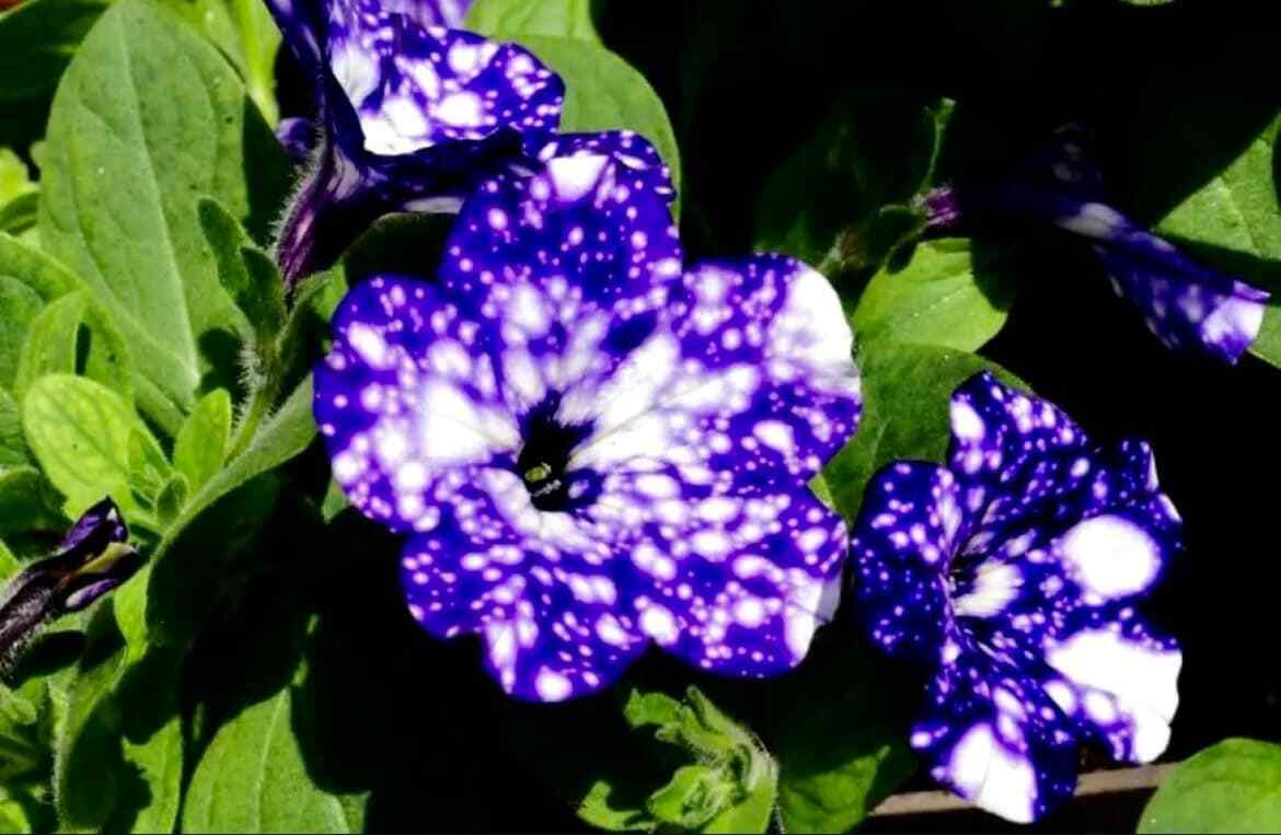 Petunia Starry Sky Blue Seeds ~ Night Sky ~ Grow Your Own ~ Spring Flowers ~
