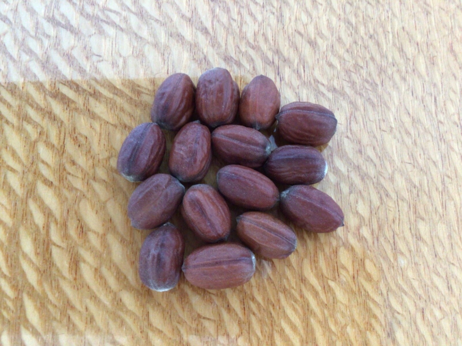 JOJOBA SEEDS / 15 /CAREFREE, ARIZONA / PRISTINE DESERT / HAND PICKED AUGUST 2023