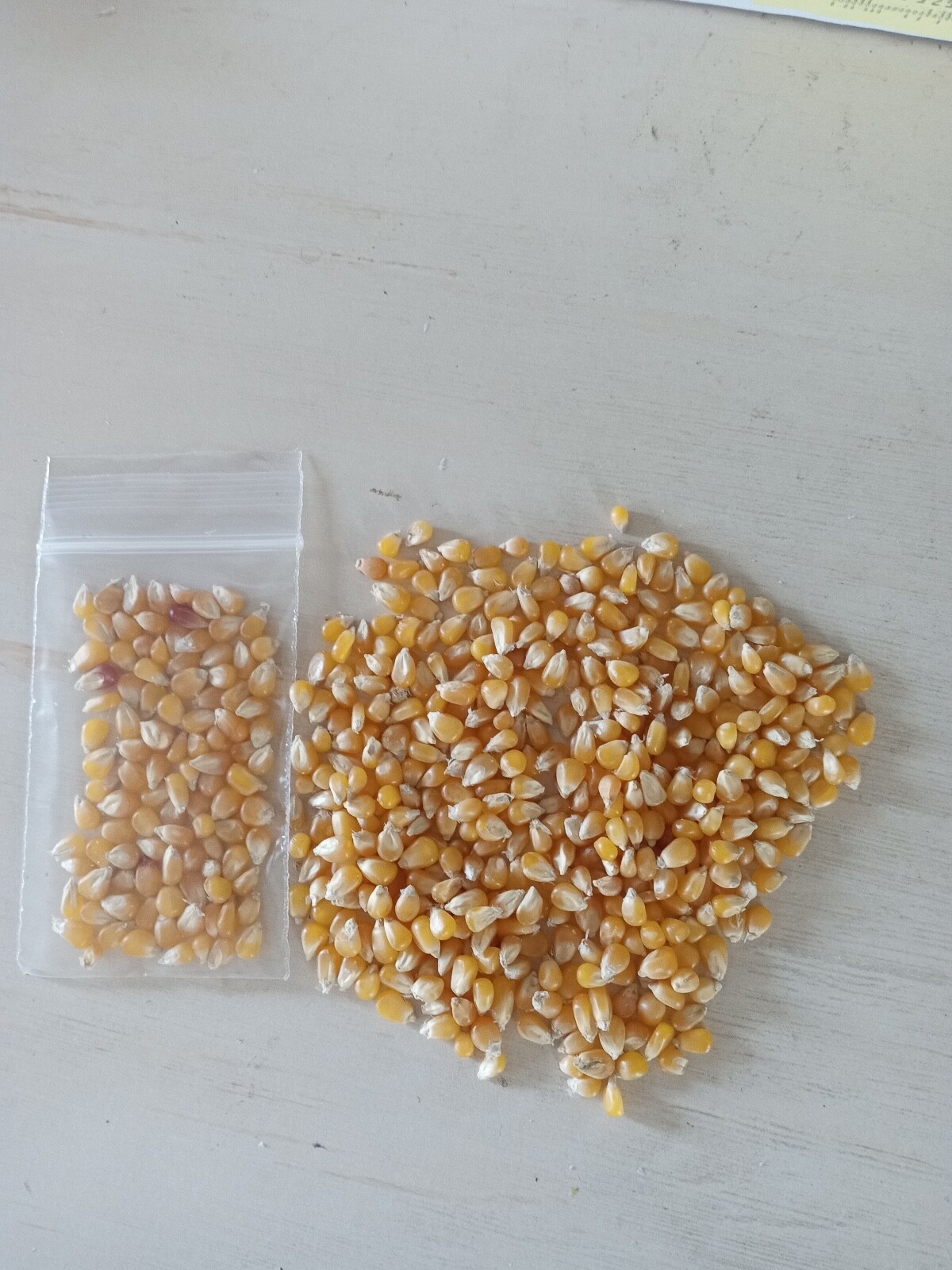 100+ LADY FINGERS POPCORN SEEDS FRESH HARVEST FOR GARDENS, Organic NON-GMO, 2025