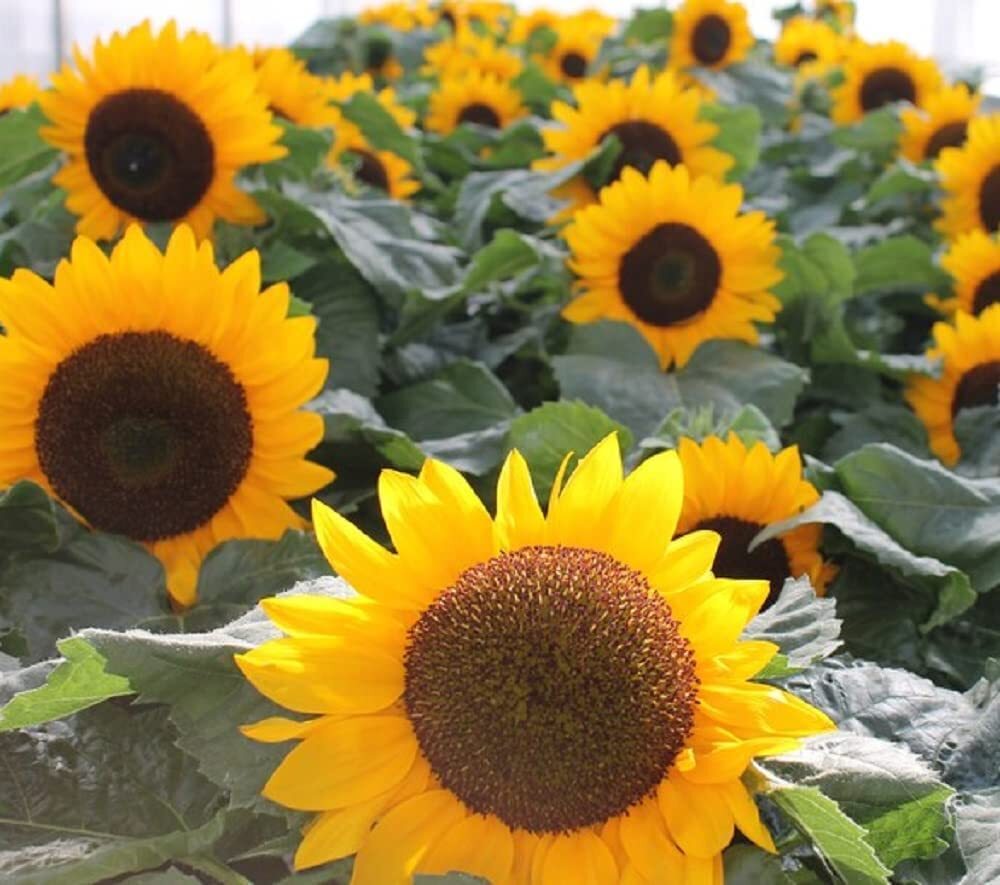 Sunspot Sunflower Seeds for Planting | Heirloom and Non-GMO Flower Seeds | 30 Gi