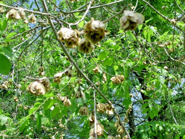 20 WILSON’S PROSPECTOR ELM SEEEDS Ulmus wilsoniana ‘Prospector’