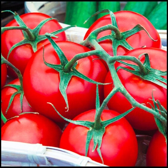 Early Girl Tomato Seeds, Organic, Non-GMO, FREE SHIPPING