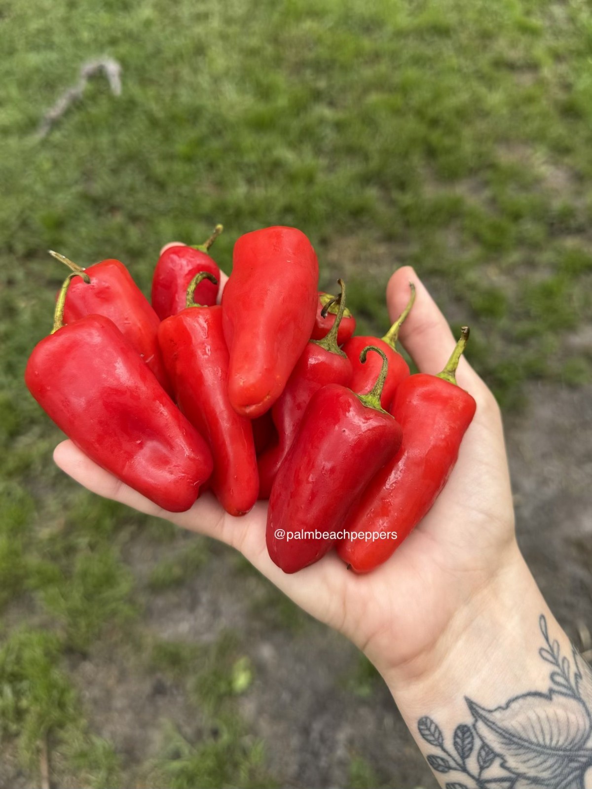 Seeds – Sweet Mini Peppers (Mild) – Homegrown, organic, ships from Florida