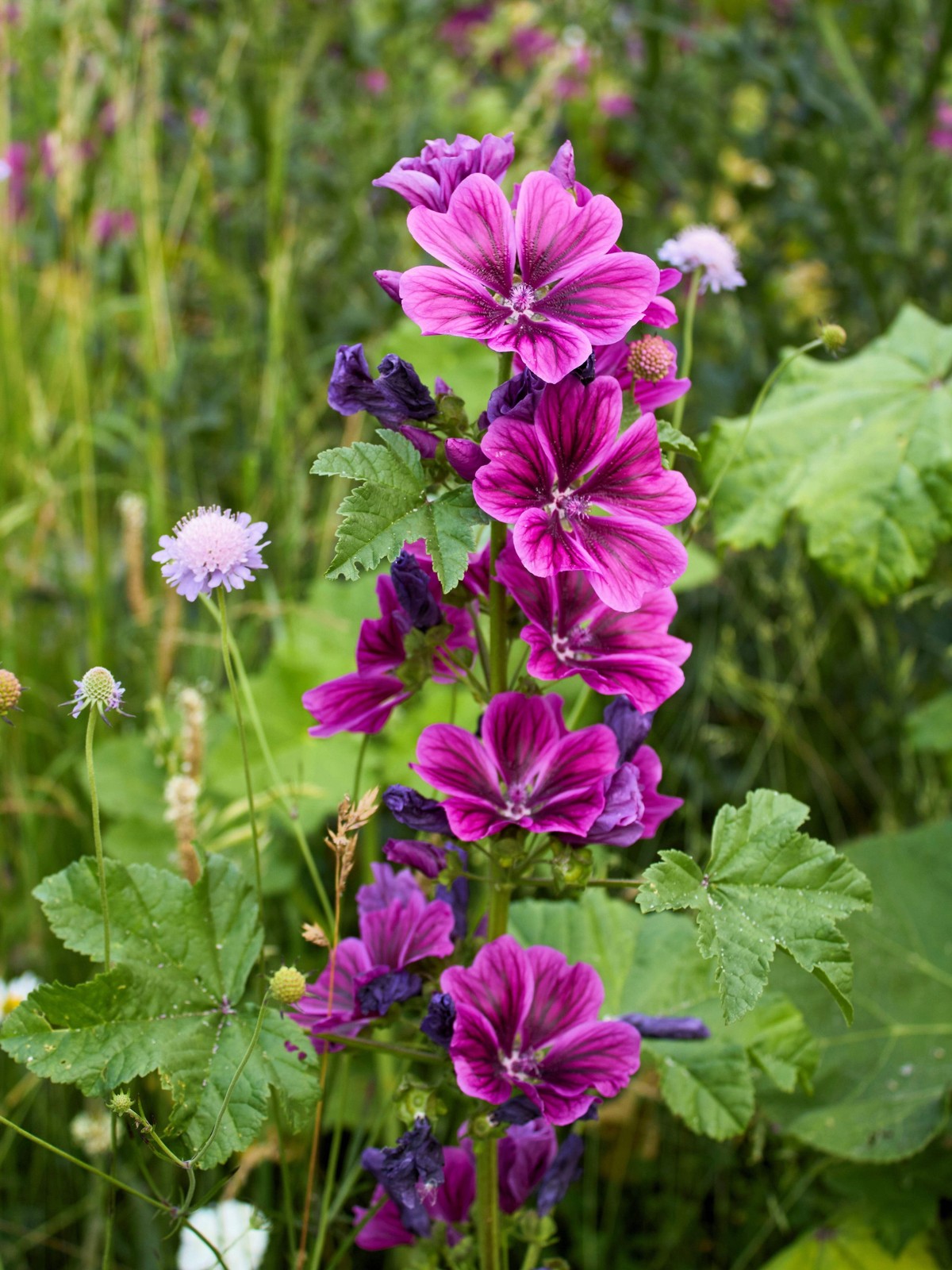 20 MAURITANIAN MALVA Mallow Malva sylvestris var. mauritania Flower Seeds